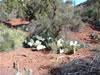Sedona
