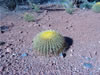 Sedona