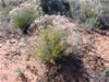 Sedona