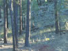 Sedona Deer