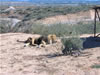 Out of Africa