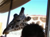 Out of Africa