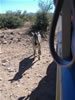 Out of Africa